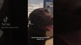 Pups late on his rent 😂😂😂 #puppy #labpuppy #labradorretriever #funnylabradorpuppy