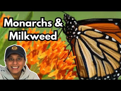 Winter Sow Butterfly Weed | Grow Milkweed From Seed || Budget Gardening