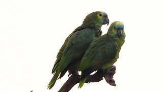Sounds TURQUOISE-FRONTED PARROT couple (AMAZONA AESTIVA) PAPAGAIO-VERDADEIRO, Wildlife Beauty nature