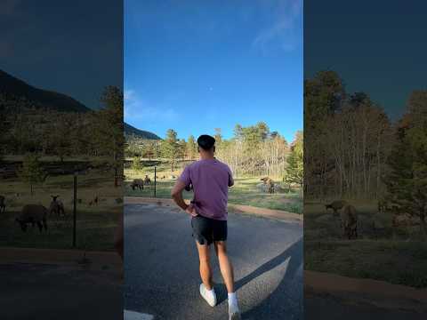 My husband, the animal whisperer. Mini clips of our colorado trip. #wildlife