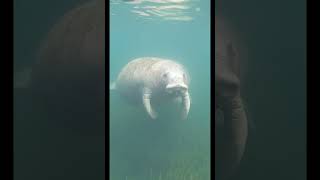 Are manatees dangerous to divers?
