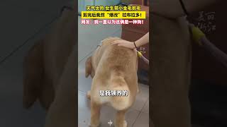 #金毛剪完毛后爆改拉布拉多（来源：美丽浙江） #中国蓝国际culture #大熱門 #熱門 #興趣 #正能量 #科普