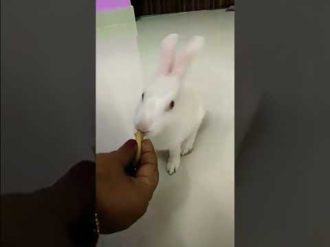 Cute Pet Rabbit || #shorts #rabbit #babyrabbit #cute