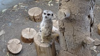 群馬サファリパーク　当時まだ女子小学生のふーちゃんと。 小動物、ふれあい動物。