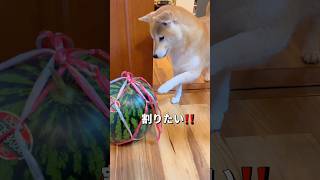 Stay hydrated with watermelon🐶🐶🎵#ShibaInu #Chihuahua #shorts