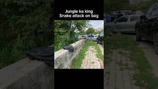 Jungle ka king snake attack on bag #trending #shorts