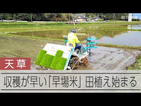 一足はやく早場米の田植え始まる　増産したいが農家の実情は