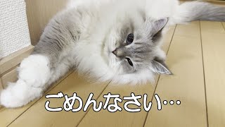 EP#379 晩ご飯に関するクレームをラピスさんに伝えることができませんでした…