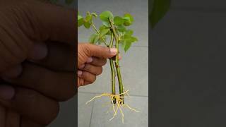 this is easy way to grow roses 🌹