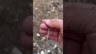 The Pinyon Pine Tree #tree #bushcraft #foraging #foodie #wildcraft #forest