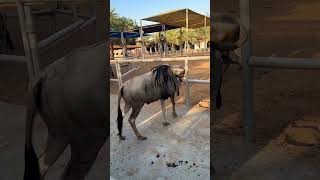 #blue #wildbeasts #youtubeshorts #animalslovers #beautiful #beats #animals #animalsbirdsplanet