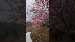 櫻花秘密景點，就在旭隆製茶旁的小階梯嘉義縣番路鄉隙頂五鄰63-1號，有櫻花跟竹林的對比也有兩種不同櫻花的搭配離櫻花真的很近請勿攀折 #旭隆製茶 #嘉義櫻花 #嘉義景點 #茶山 #蜜木麋