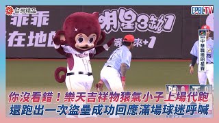中職明星賽／你沒看錯！樂天吉祥物猿氣小子上場代跑　還跑出一次盜壘成功回應滿場球迷呼喊｜NOWNEWS