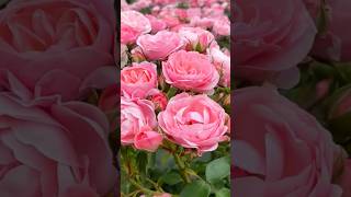 Heaven of pink roses // garden of rose #nature #rosegarden (16/11)