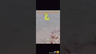 Very Dangerous Snakes || #Shorts #Snakelovers #snakeworld #youtubeshorts