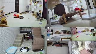 24h貓咪觀察室#4076  療癒時刻~大大家一起來看貓&聊天 20250802 (MiMi醬＆黑妞＆阿金＆黑輪 歐戀＆阿虎&炸炸) Cat Observation