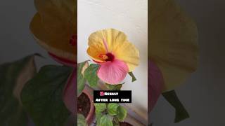 Hibiscus journey from cross pollination to blooms🌺......#youtubeshorts #trending #garden