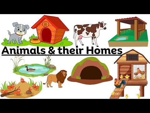 Animals & Homes| Animal Shelter Names for Kids in English| Educational video| Where do Animals live?