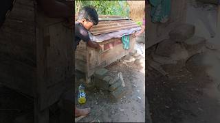 Chicken coop design & chicken release in our village house #chicken #house #design #village