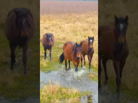 Wild horses in Florida #wildlife #horse #florida #nature