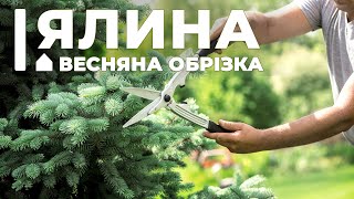 Обрізка ялини: формування крони/коли краще робити обрізку