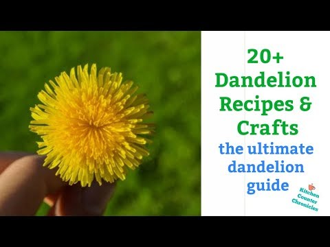 Dandelion Recipes, Dandelion Crafts & More