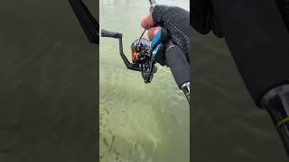 KastKing Royale legend 3 Spinning #foryou #fishing #fishingequipment #angler #kastking #fishingreels