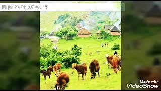 💚💛❤️ ኢትዮጵያዬ ሰላምሽ ይብዛ