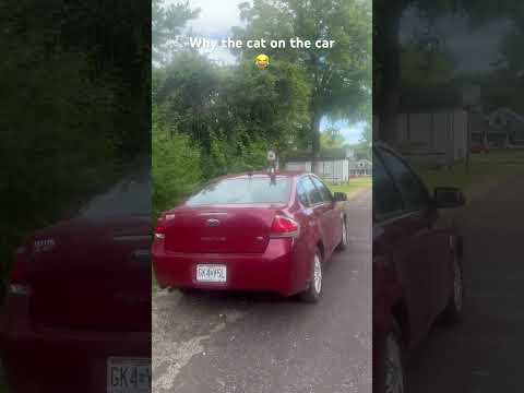 Do cats ever sleep 💤 on cars😭😂 #funny