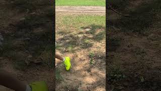 Planting🪸🌲#tree #growtree #nature #naturelovers #viralvideos #trendingshorts #follow #subscribe