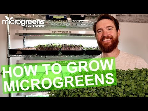 How to grow microgreens