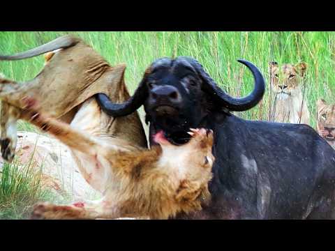 This is Why Even Lions and Crocs Fear the Black Death