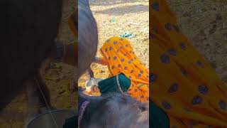#meenasamaj #golumeena #sudda #song #dance #meenadeshraj #dancemusic #rajasthani #dancesong