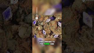 Raw Cannabis  Unlocking THCA & CBDA Benefits