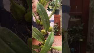 Secret tips prepare conchidium orchid plant for grafting with simple ideas #orchid🌵🌵🌵🌵🌱🌳🌳🌳