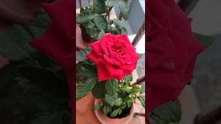 Red Rose #flowercolors #redcolour #beautiful #garden