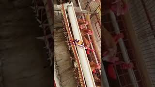 Local layers cages    #ajiranews #chicken #kuku #chickenfarm #eastafrica