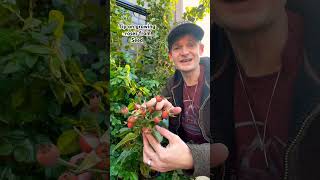 Big tip on how to grow roses from seed! #rose #rosegarden #shorts #garden #roses #seeds