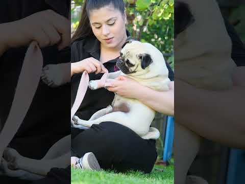 Dog Snake Bites | Learn First Aid