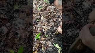 Never pay for worms again, worm grunting #cabin #fishing #worms #fisherman #homestead #diy