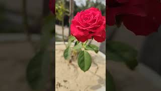 #viral #flowers #rose #redrose #gardening #youtubeshorts