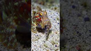 ⚡ Ambush + electric shock = nightmare combo  #fish #marinemystery #seacreature #facts #fyp