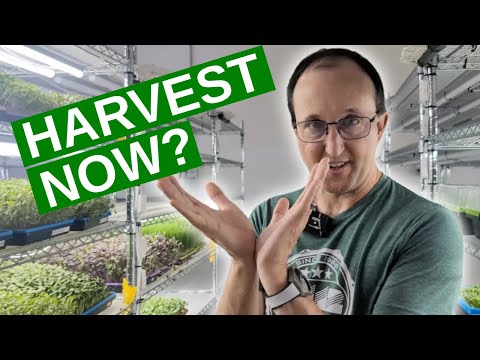 Harvest microgreens when you see THIS!!