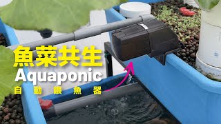 Aquaponics Just Got Smarter with This Automatic Fish Feeder!【CityVege】