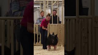 Karis at a Pig Show vs Showing at a Pig Show! #pigs #stockshow