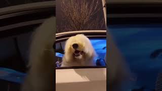 リズミカルワンコ