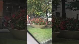 These flowers signal it’s fall in Manhattan New York #fallweather #beutifull
