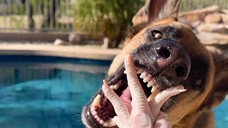 Benefits of RAW chicken feet for dogs🐓🦶🏼