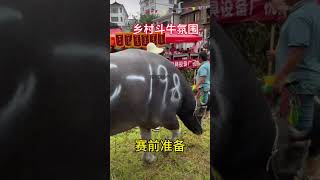 鬥牛 疯狂斗牛|bullfight ,crazy bullfight|đấu bò điên cuồng|adu banteng gila#乡村斗牛#斗牛#牛王争霸赛 #少数民族风情 #斗牛文化