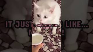 Cats Can’t Taste Sweet?! 🤯 Here’s Why... #shorts #cat